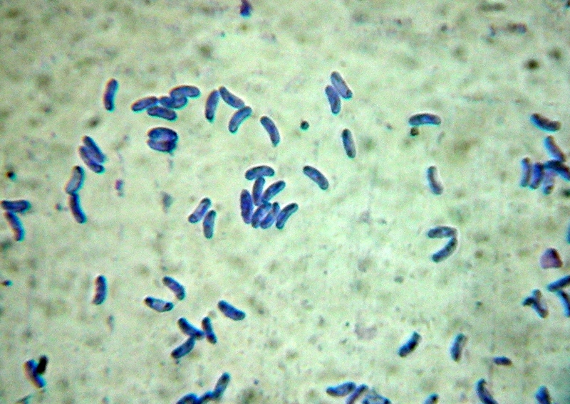 Sfida al microscopio!!